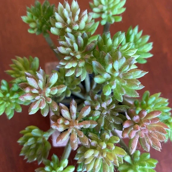 Faux Succulents set of two. EUC - Picture 8 of 8